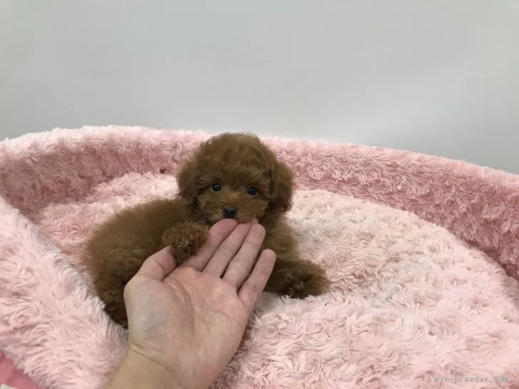 ID:1811-02761の子犬