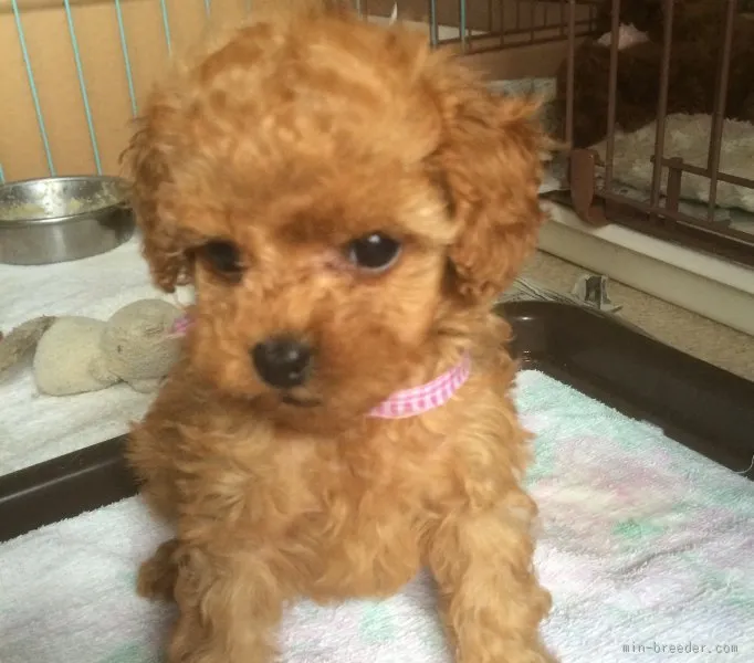 ID：1511-00620の子犬