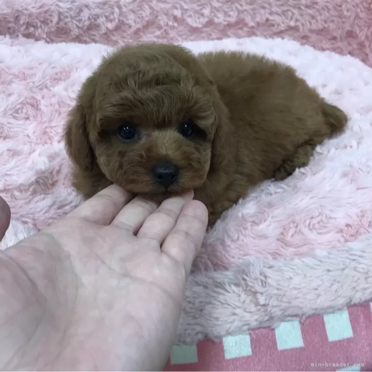 ID：2402-05962の子犬