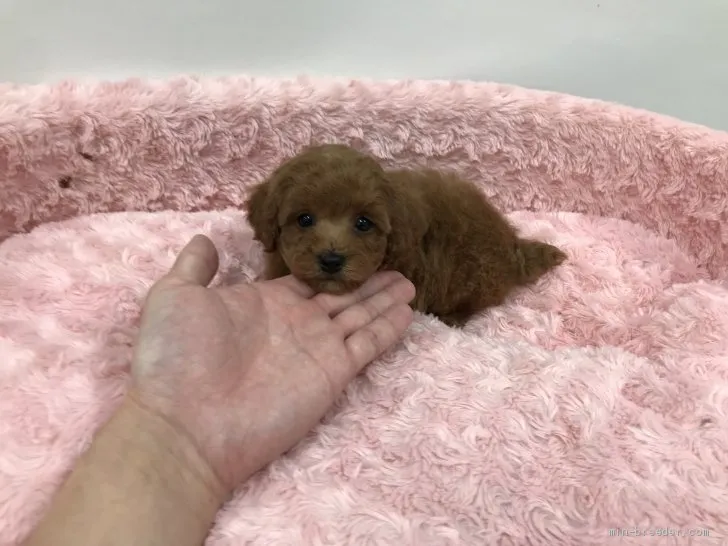 ID:2103-02751の子犬