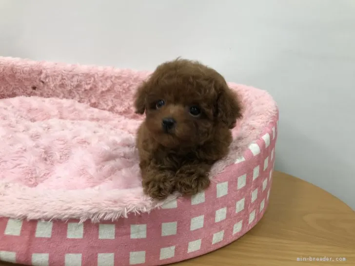ID：2104-02948の子犬