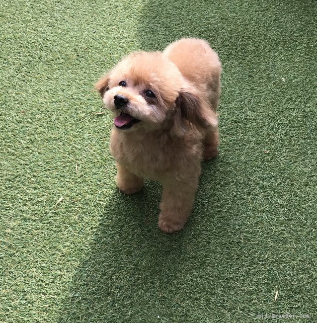 タイニープードル【・男の子・2016年5月30日・レッド】「優しい表情のイケメン君です。」