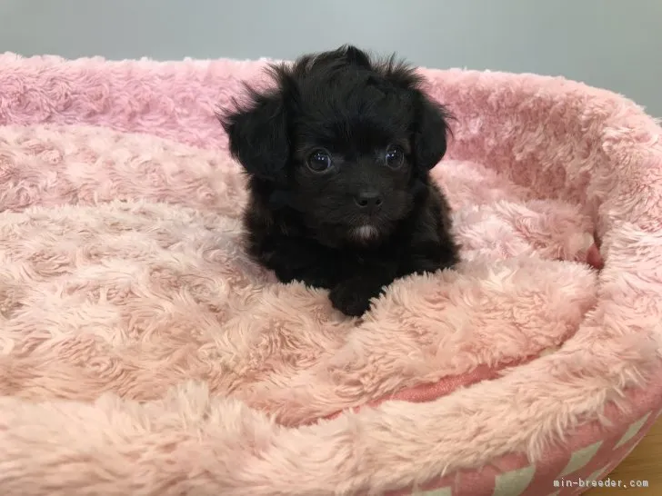 ID:1805-02399の子犬