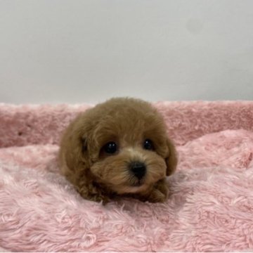 トイプードル(タイニー)【岐阜県・女の子・2023年2月3日・アプリコット】の写真「ダイヤのように煌めくお目々が素敵なお姫様です。」