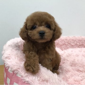 トイプードル(タイニー)【岐阜県・男の子・2023年5月15日・レッド】の写真「お目々パッチリのイケメン王子様です」