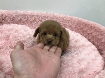 トイプードル(タイニー)【岐阜県・女の子・2022年1月11日・アプリコット】の写真「つぶらな瞳が可愛いお姫様です」