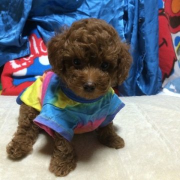 トイプードル(タイニー)【岐阜県・男の子・2014年5月17日・レッド】の写真「目がパッチリして人懐っこい癒し系の男の子です」