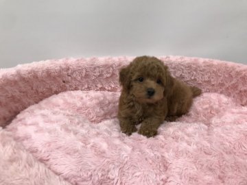 トイプードル(トイ)【岐阜県・男の子・2021年5月7日・アプリコット】の写真「甘えん坊で優しい王子様です」