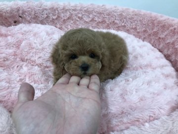 トイプードル(タイニー)【岐阜県・男の子・2022年1月11日・アプリコット】の写真「文句なしの整ったお顔のイケメン王子様です」