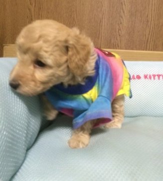 トイプードル(タイニー)【岐阜県・男の子・2014年11月2日・クリーム】の写真「目がパッチリ、毛つやの良いイケメンです。」