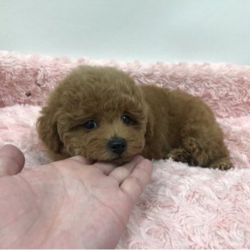 トイプードル(タイニー)【岐阜県・男の子・2023年3月4日・レッド】の写真「洋風のようなお顔立ちのハンサム王子様です。」