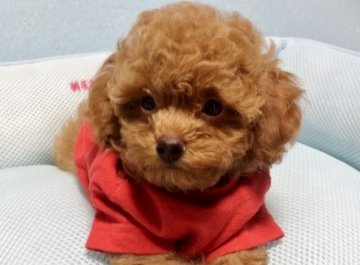 トイプードル(ティーカップ)【岐阜県・男の子・2014年5月17日・レッド】の写真「人懐っこくて、お目目パッチリのイケメンです」