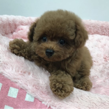 トイプードル(タイニー)【岐阜県・男の子・2022年4月27日・レッド】の写真「毛量たっぷりのモフモフちゃんです」