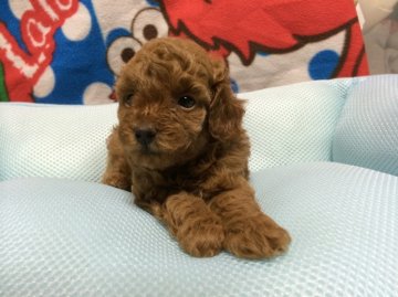 トイプードル(タイニー)【岐阜県・女の子・2014年5月17日・レッド】の写真「お目めのパッチリした甘えん坊の女の子です。」