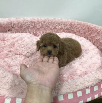 トイプードル(トイ)【岐阜県・女の子・2022年4月30日・アプリコット】の写真「愛らしい優しいお顔のお姫様です」