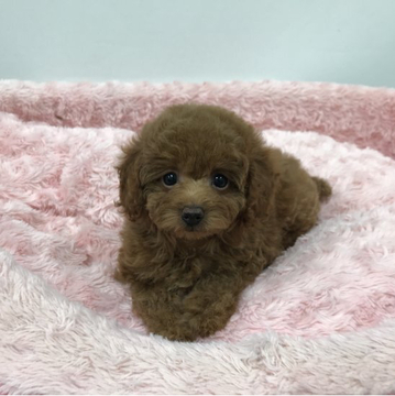 トイプードル(タイニー)【岐阜県・女の子・2022年5月7日・レッド】の写真「少し垂れ目の優しい癒し系のお姫様です。」