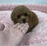 タイニープードル【岐阜県・男の子・2024年3月19日・レッド】の写真1「皆に認められるイケメンくんです。」