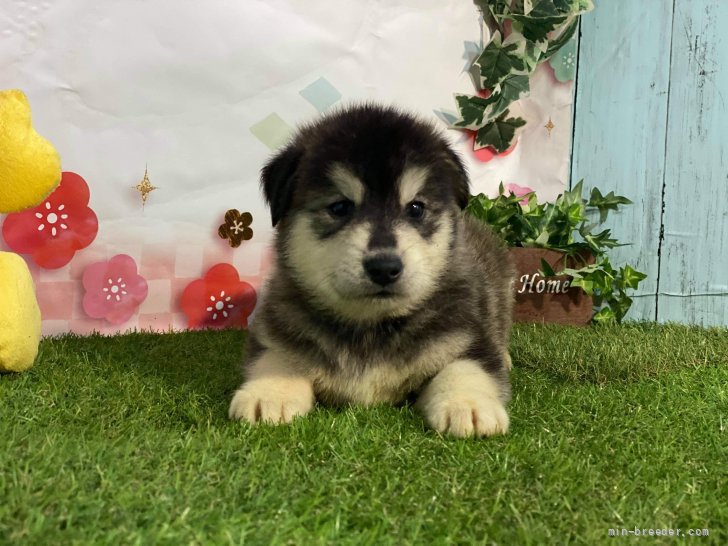 ミックス ゴールデン ハスキー 愛知県 男の子 21年5月12日 ブラック クリーム 可愛いミックスの仔犬です みんなのブリーダー 子犬id 2107