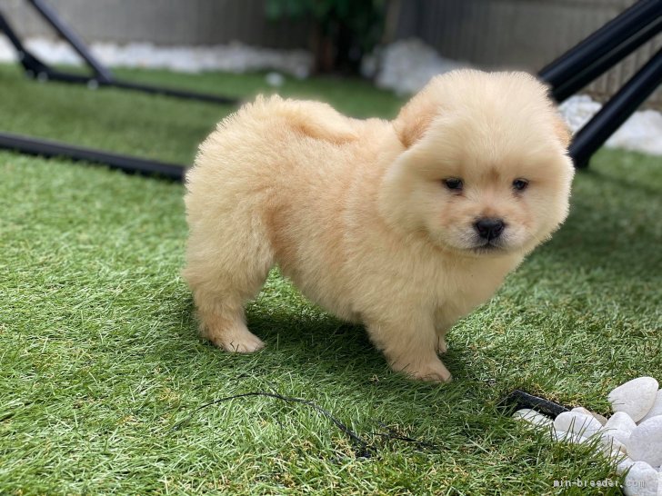 チャウチャウ 男の子 クリーム 04 29生まれ 愛知県 子犬id 06 珍しいチャウチャウの仔犬です みんなのブリーダー