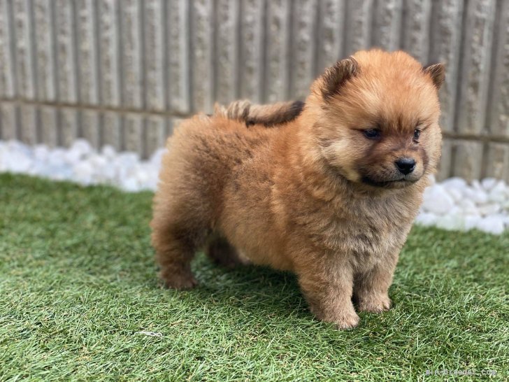 チャウチャウ 男の子 レッド 04 29生まれ 愛知県 子犬id 06 珍しいチャウチャウの仔犬です みんなのブリーダー