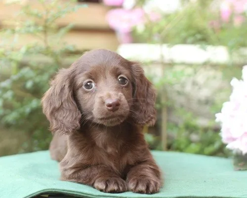 イチカワ 様のお迎えした子犬