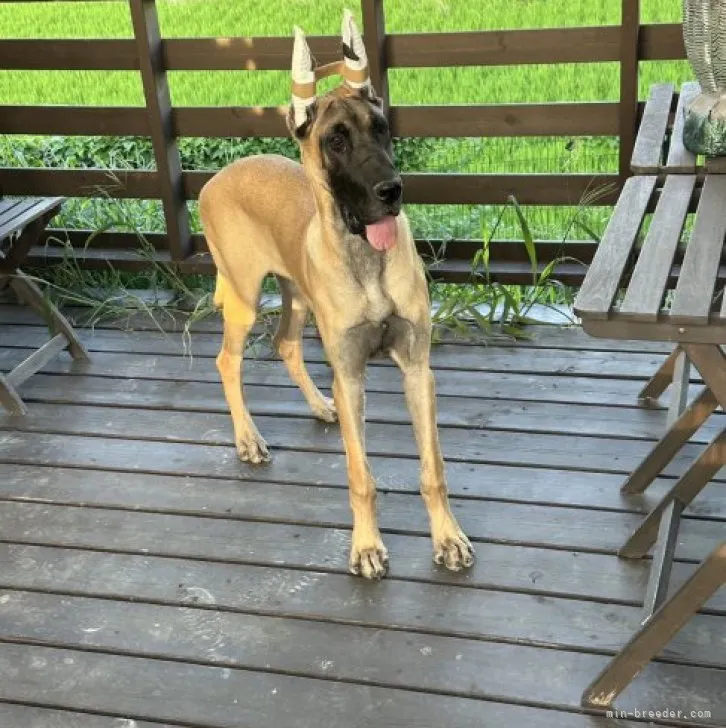 ID：2308-06435の子犬