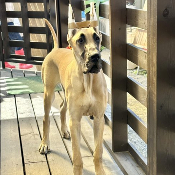 グレートデン【福岡県・女の子・2022年4月21日・フォーン】の写真「骨量はしっかりあります。」