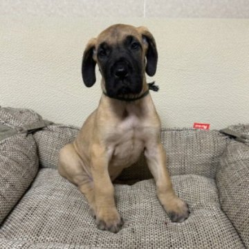 グレートデン【福岡県・女の子・2023年3月31日・フォーン】の写真「骨量はしっかりあります。」