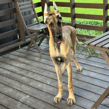 グレートデン【福岡県・男の子・2023年2月14日・フォーン】の写真「骨量はしっかりあります。」