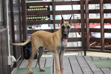 グレートデン【福岡県・女の子・2017年3月23日・フォーン】の写真「両親共素晴らしい血統から生まれた子供たちです。」