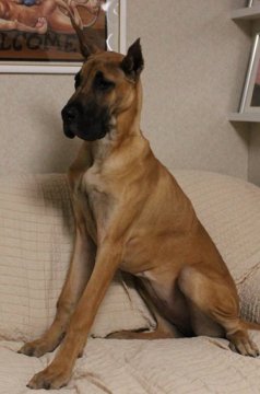 グレートデン【福岡県・女の子・2016年7月24日・フォーン】の写真「素晴らしい血統の子供です。」