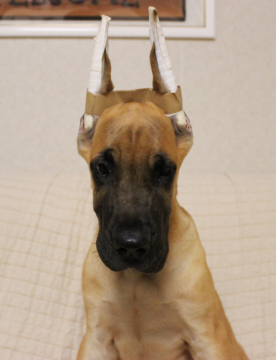 グレートデン【福岡県・女の子・2016年7月24日・フォーン】の写真「素晴らしい血統の子供です。」