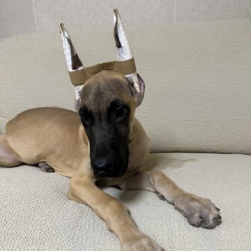 グレートデン【福岡県・男の子・2023年3月12日・フォーン】の写真「骨量はしっかりあります。」