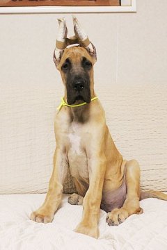 グレートデン【福岡県・男の子・2019年7月10日・フォーン】の写真「骨量はしっかりあります。」