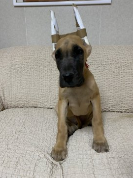 グレートデン【福岡県・女の子・2021年8月12日・フォーン】の写真「骨量はしっかりあります。」