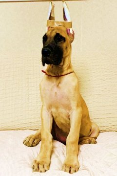 グレートデン【福岡県・女の子・2019年7月10日・フォーン】の写真「骨量はしっかりあります。」