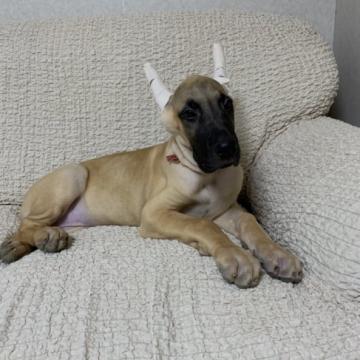 グレートデン【福岡県・女の子・2022年4月27日・フォーン】の写真「骨量はしっかりあります。」