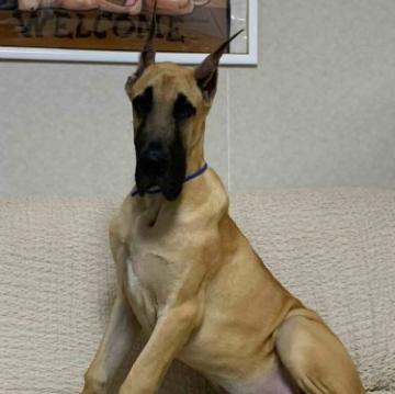 グレートデン【福岡県・男の子・2022年4月21日・フォーン】の写真「骨量はしっかりあります。」