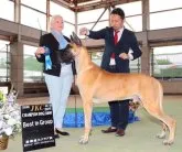 グレートデン【福岡県・女の子・2023年2月14日・フォーン】の写真2「父親」