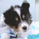 シェットランドシープドッグ【香川県・男の子・2025年2月18日・トライカラー】の写真12