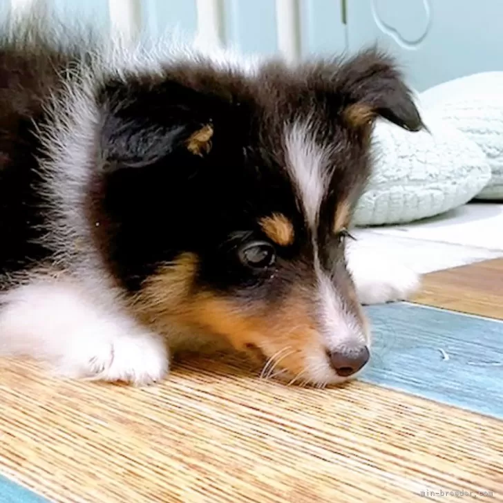 ID:2508-04284の子犬