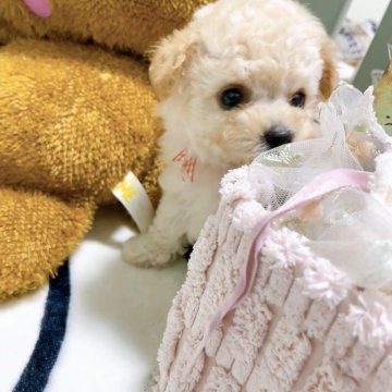 トイプードルのクリーム系の子犬を探す｜ブリーダー直販の子犬