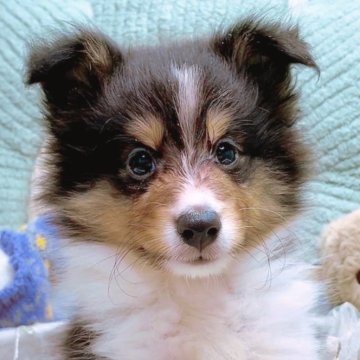シェットランドシープドッグ【香川県・男の子・2025年6月8日・トライカラー】の写真「人気の成犬時小振りくん👍しっぽフリフリ可愛い子」
