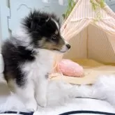 シェットランドシープドッグ【香川県・男の子・2025年2月18日・トライカラー】の写真2「撮りたて写真🤳お耳セット開始致しました！」