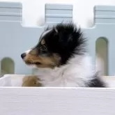 シェットランドシープドッグ【香川県・男の子・2025年2月18日・トライカラー】の写真7