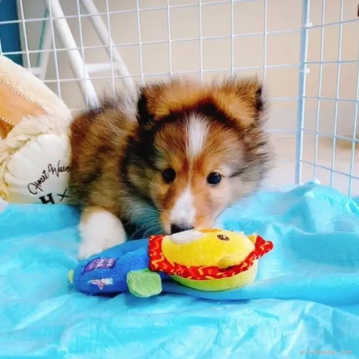 シェリーIY 様のお迎えした子犬