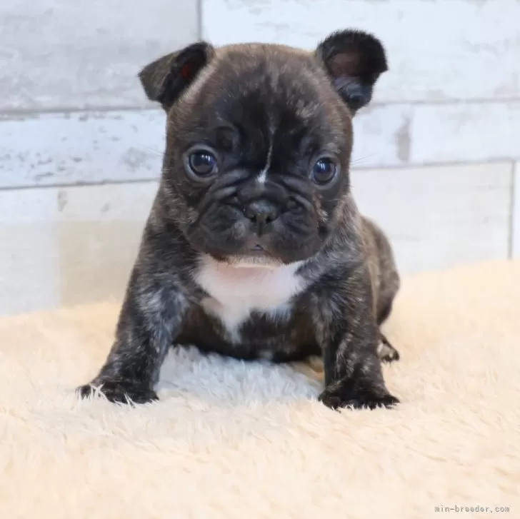 ID:2502-04072の子犬