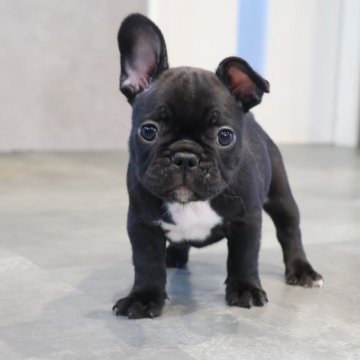 フレンチブルドッグ【岡山県・男の子・2025年9月23日・ブリンドル】の写真「ご予約受付中です✨」