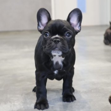フレンチブルドッグ【岡山県・女の子・2025年9月28日・ブリンドル】の写真「ブラックブリンドルの女の子🩷」