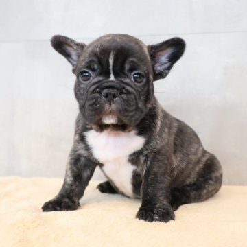 フレンチブルドッグ【岡山県・男の子・2025年9月23日・ブリンドル】の写真「ご予約受付中です✨」